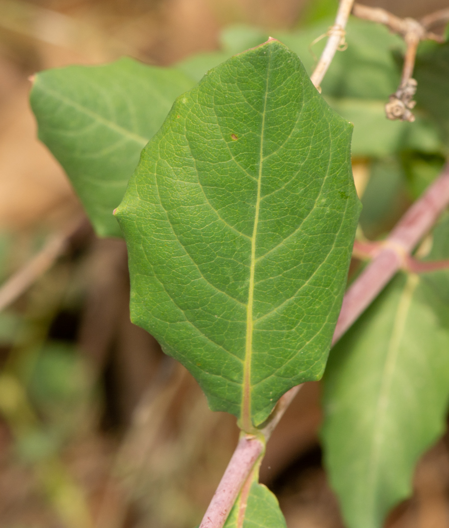 Изображение особи Lonicera dioica.