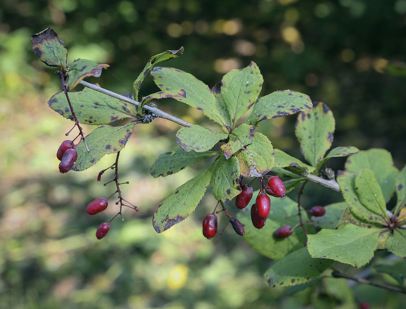 Изображение особи род Berberis.