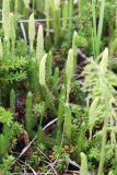 Lycopodium lagopus. Побеги со спороносными колосками. Кольский п-ов, Восточный Мурман, окр. пос. Дальние Зеленцы. 03.08.2010.