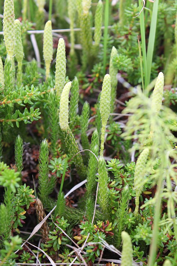 Image of Lycopodium lagopus specimen.