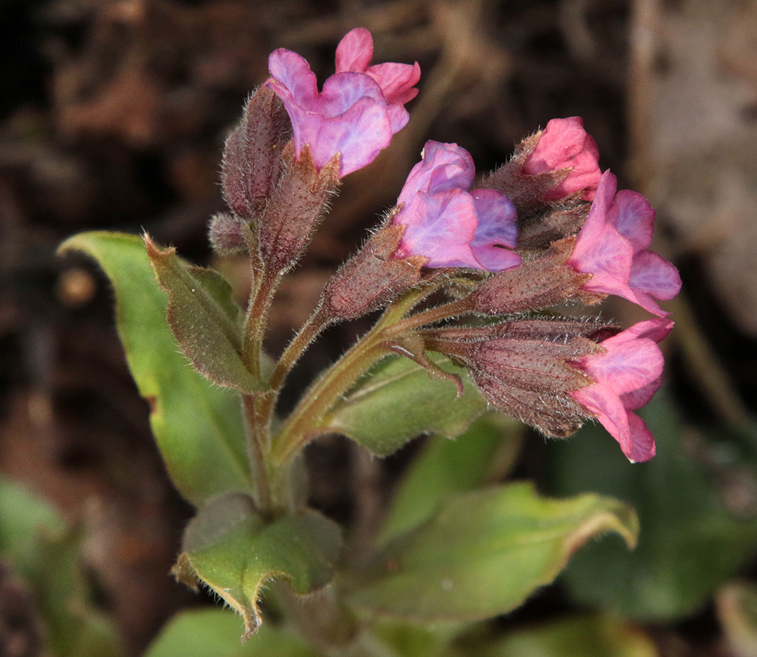 Изображение особи Pulmonaria obscura.