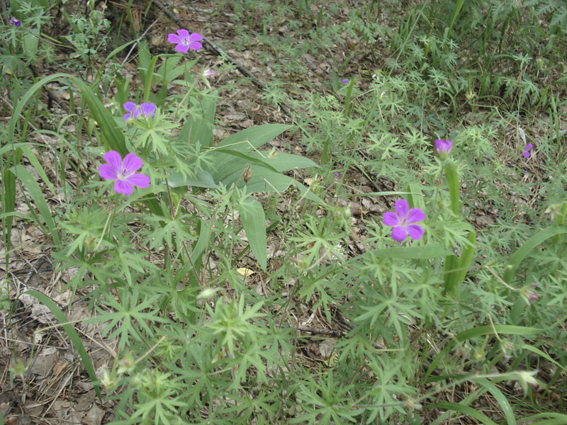 Image of Geranium sanguineum specimen.