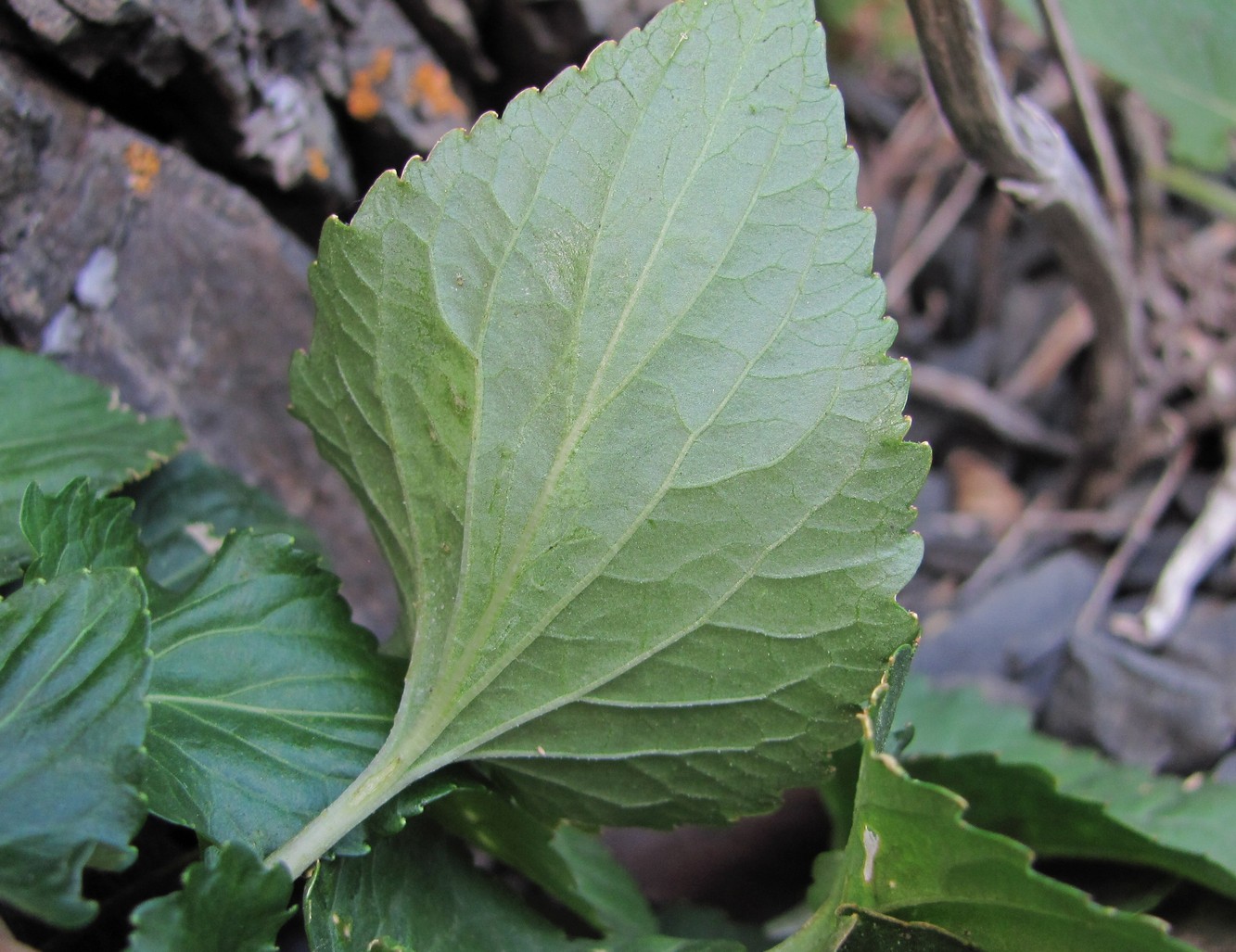 Image of genus Viola specimen.