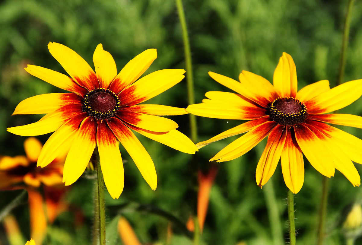 Изображение особи Rudbeckia hirta.