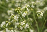 Crambe pinnatifida