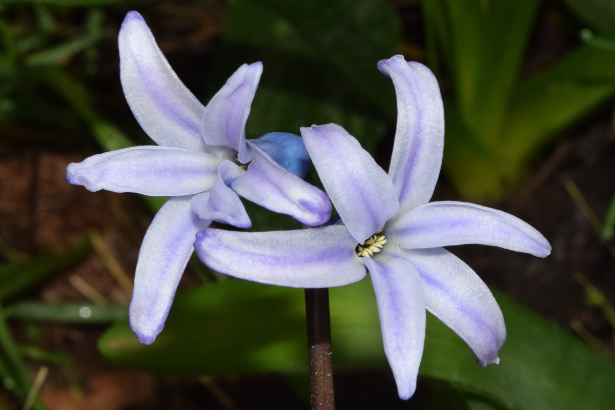 Image of Hyacinthus orientalis specimen.