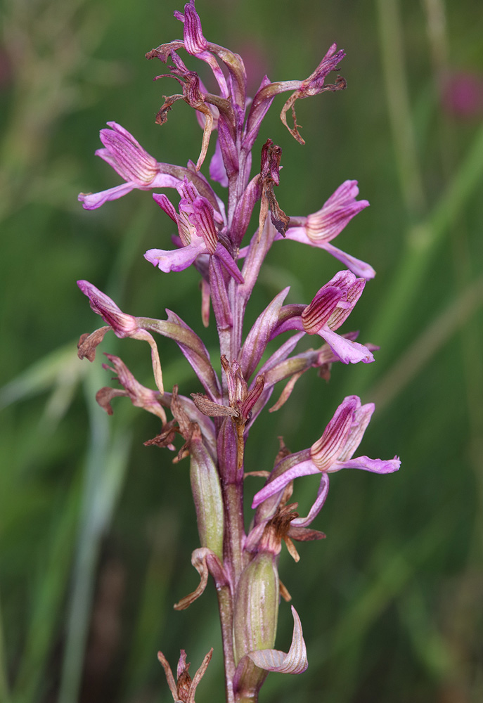 Image of Anacamptis &times; gennarii nothosubsp. orientecaucasica specimen.