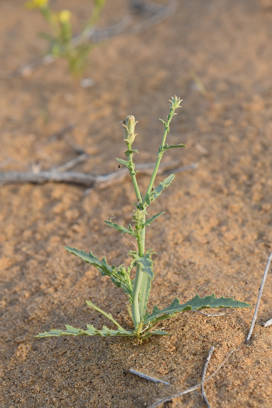 Изображение особи Rhabdotheca korovinii.