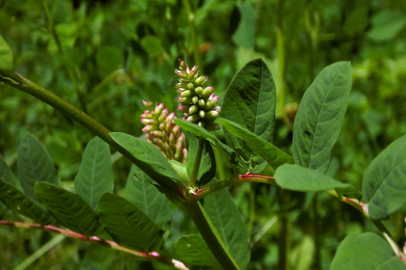 Изображение особи Astragalus glycyphyllos.