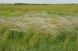 genus Stipa