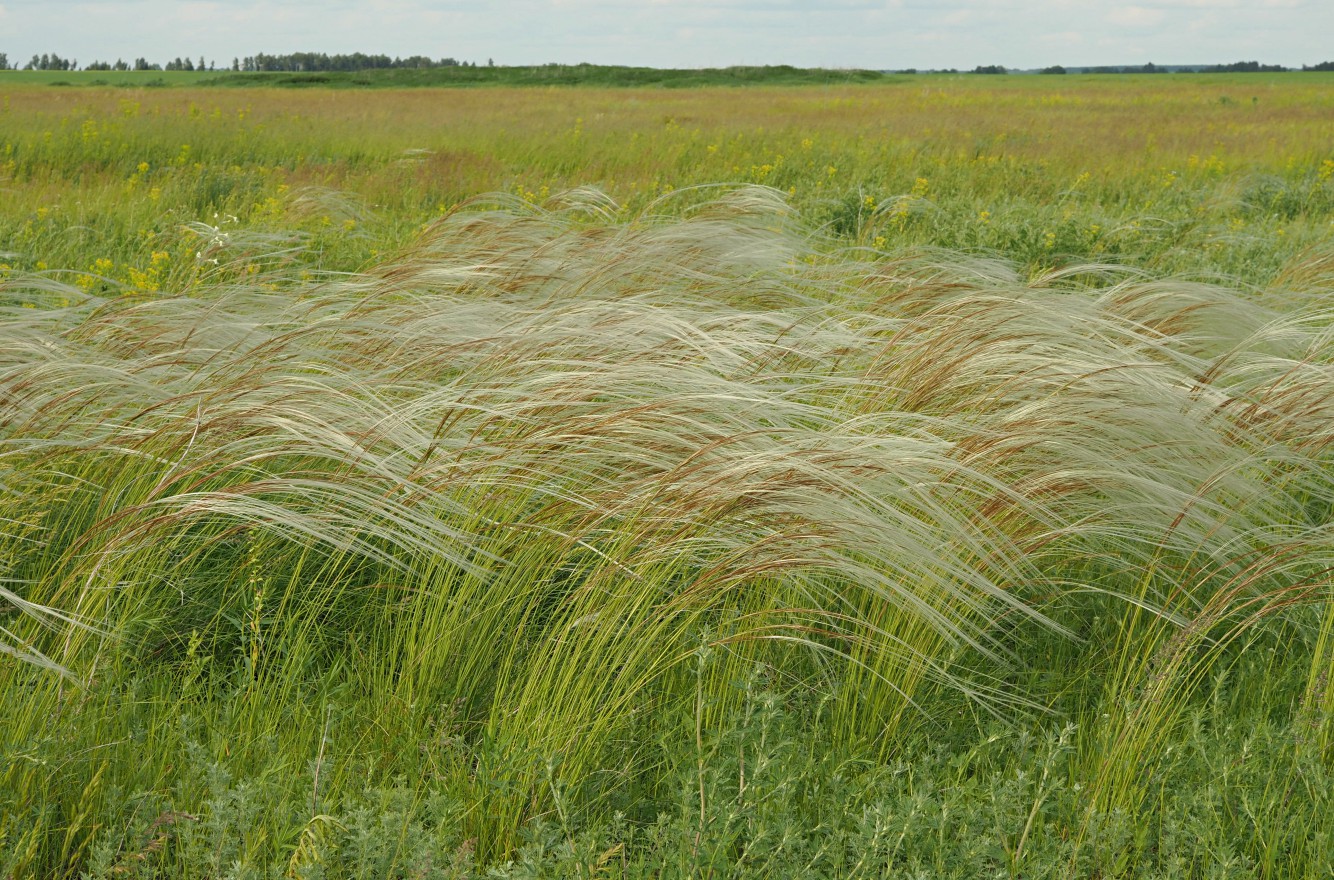 Image of genus Stipa specimen.