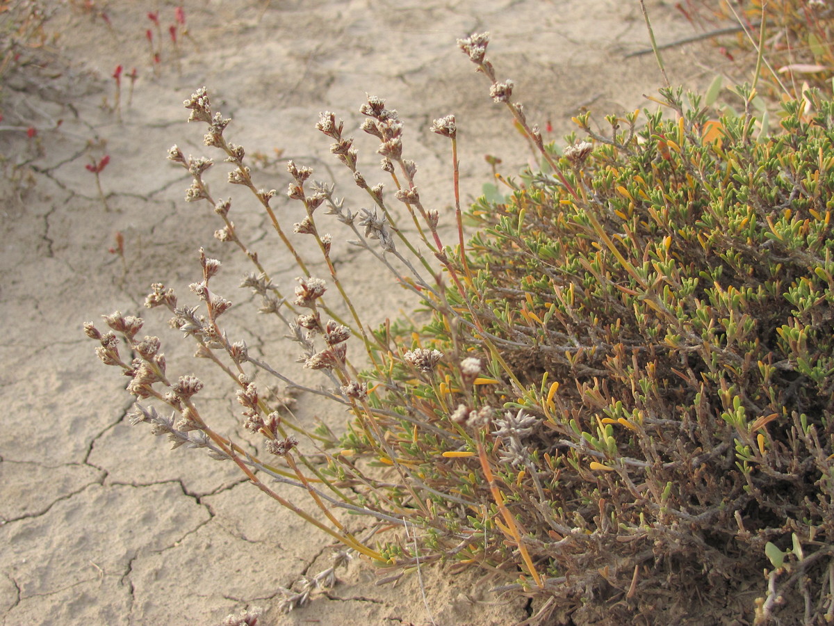 Изображение особи Limonium suffruticosum.