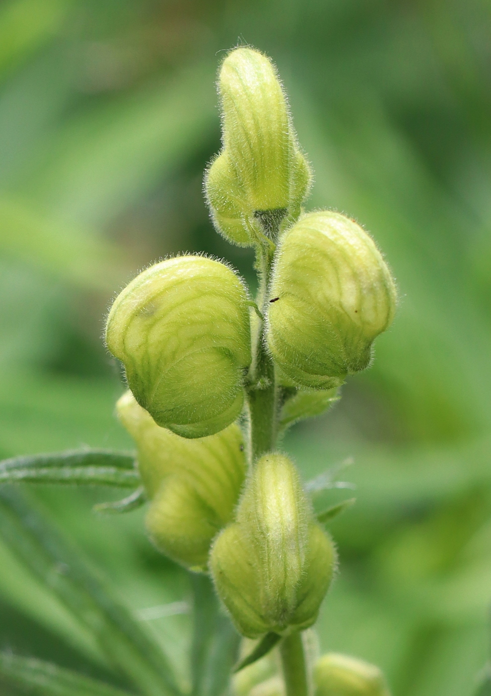 Изображение особи Aconitum anthoroideum.