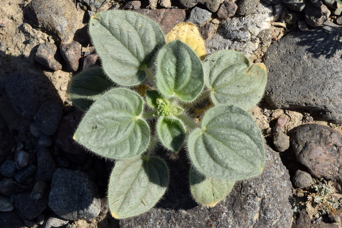Изображение особи Cleome fimbriata.