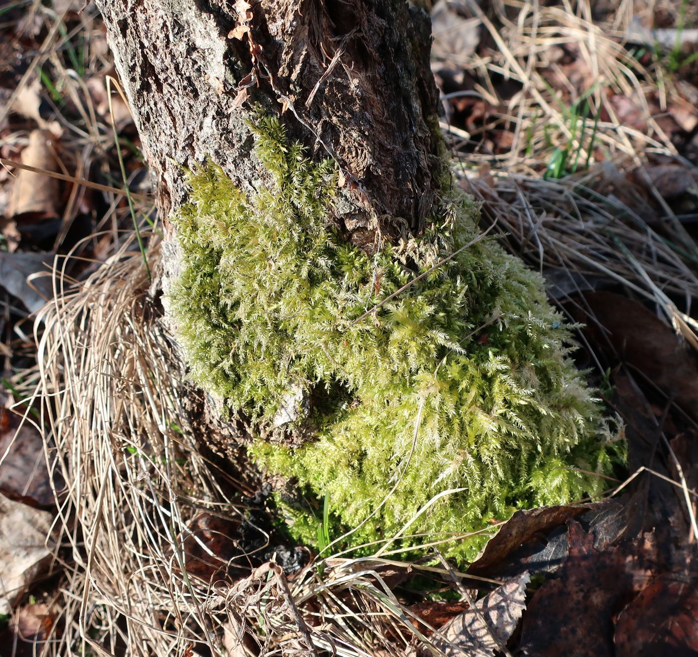 Изображение особи семейство Brachytheciaceae.