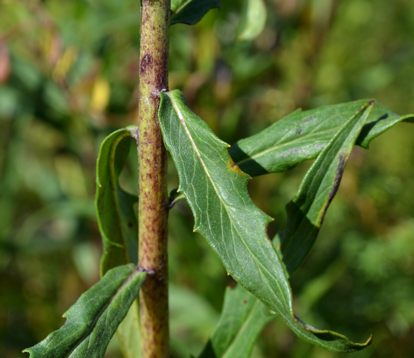 Image of genus Hieracium specimen.