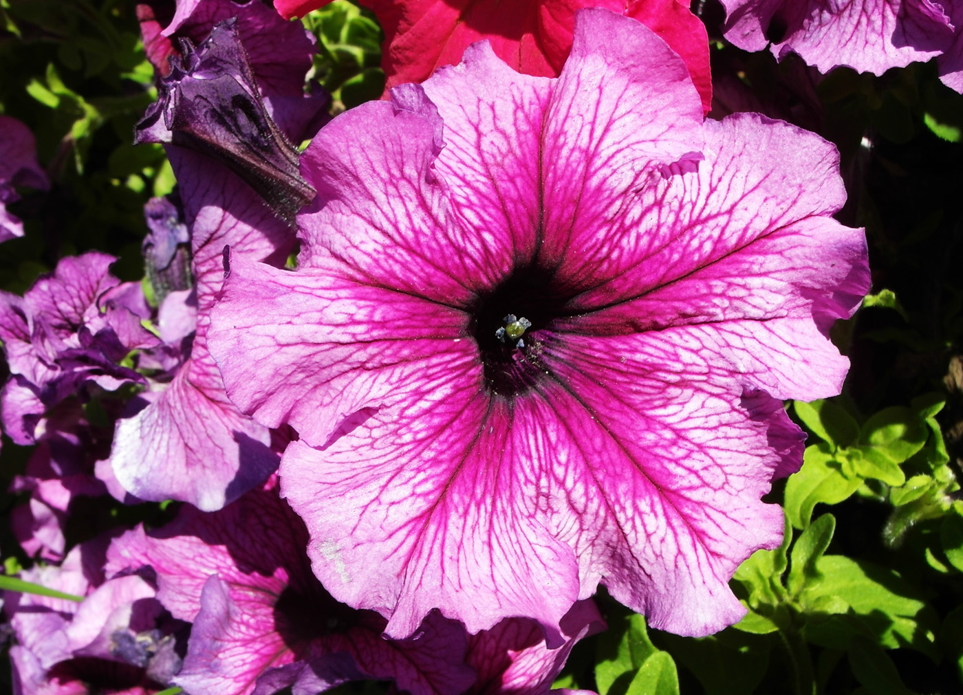 Image of Petunia × atkinsiana specimen.