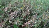 Cuscuta europaea