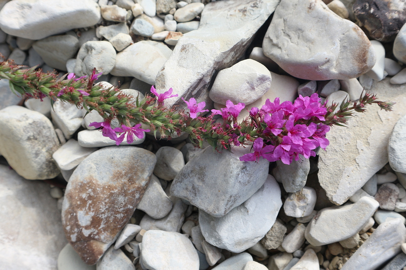 Image of Lythrum virgatum specimen.