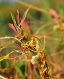 Cuscuta campestris