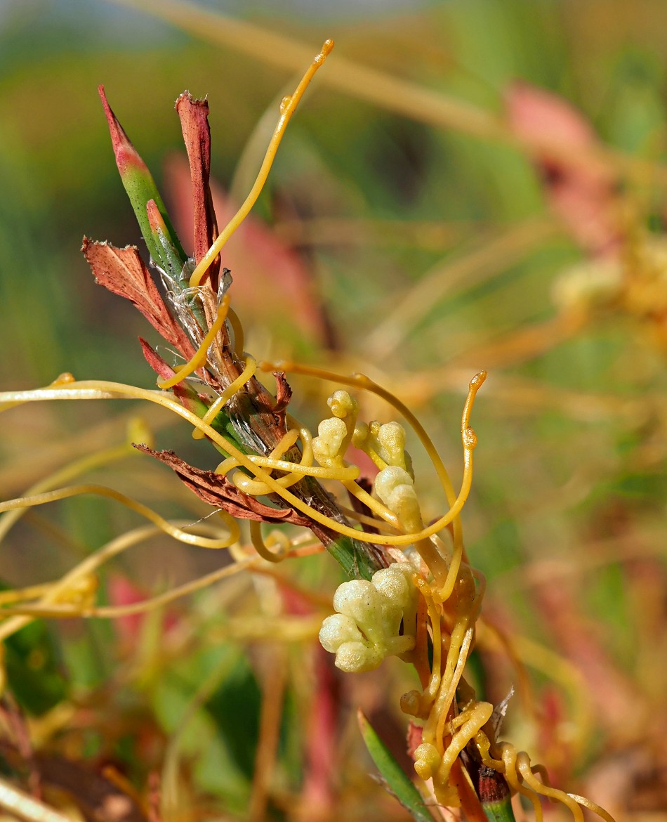 Image of Cuscuta campestris specimen.
