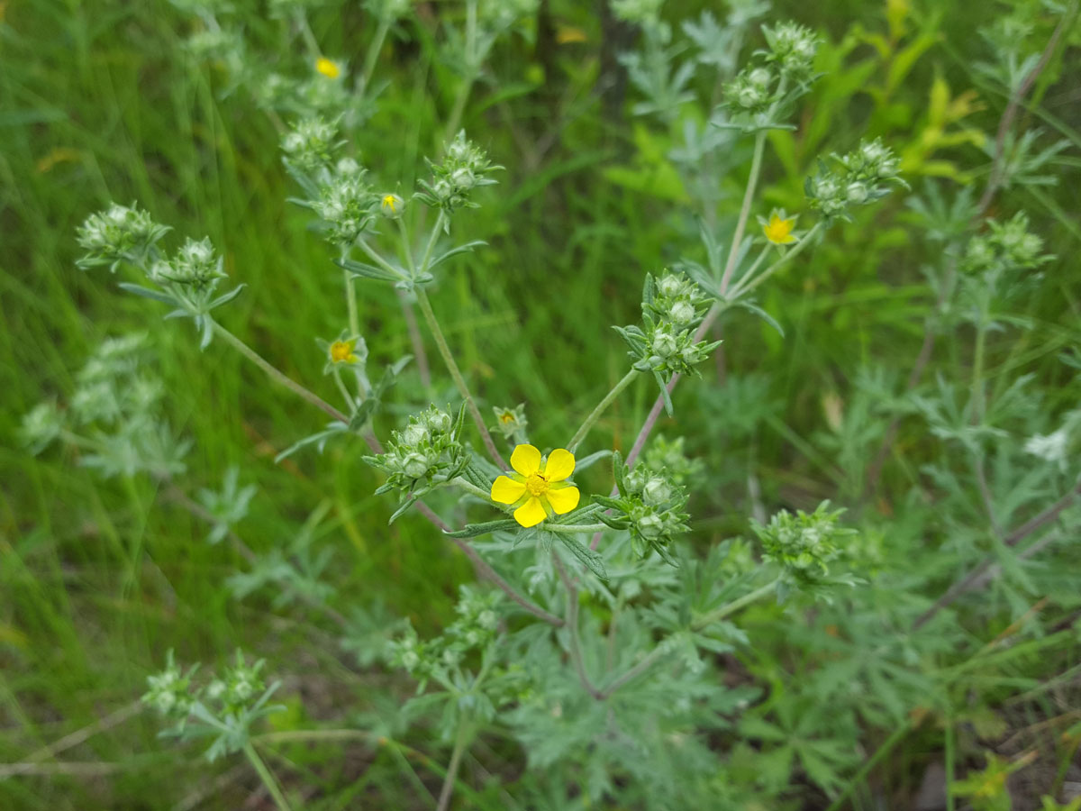 Изображение особи Potentilla argentea.