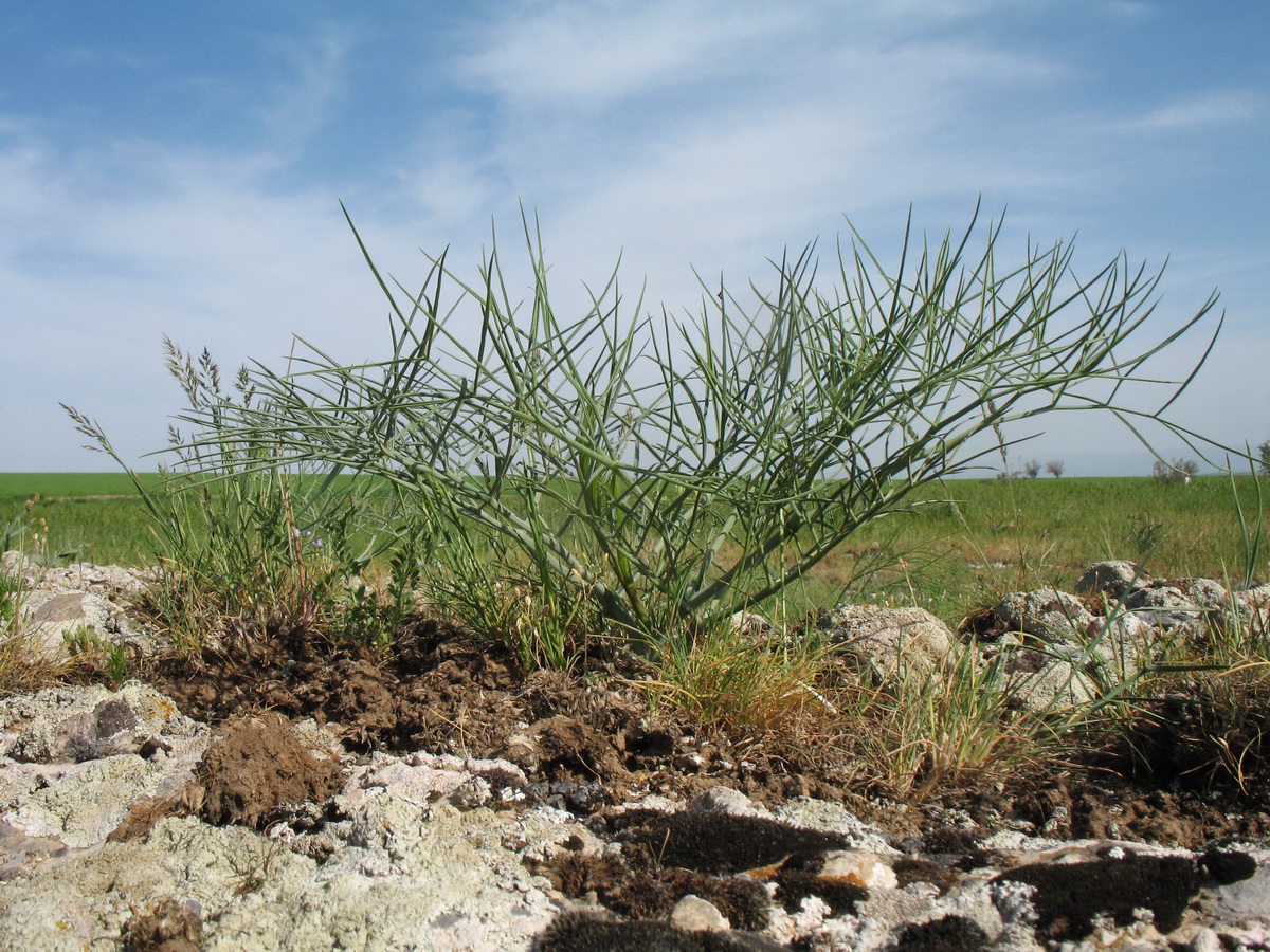 Image of Ferula leucographa specimen.