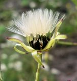 Lactuca indica