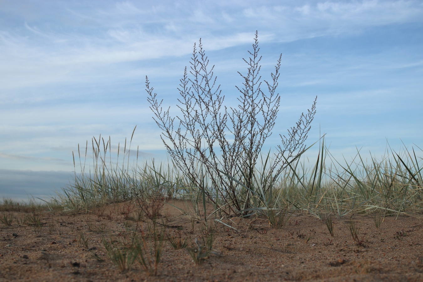 Изображение особи Artemisia campestris.