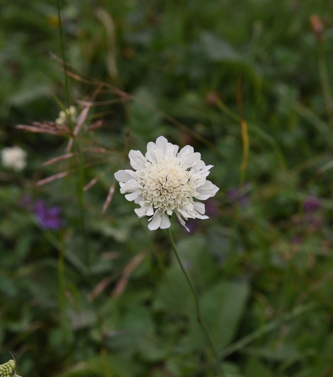 Изображение особи Scabiosa ochroleuca.