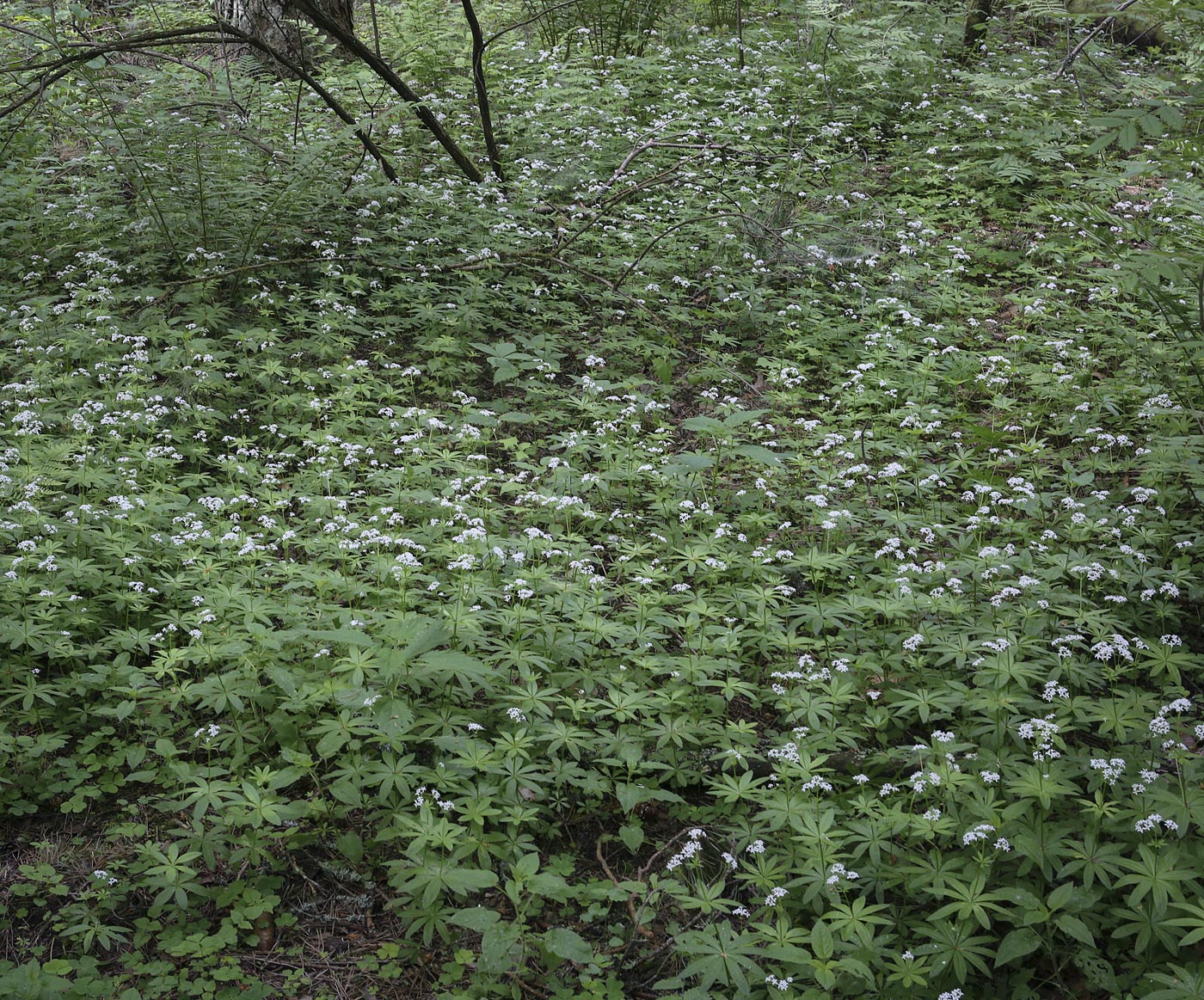 Image of Galium odoratum specimen.