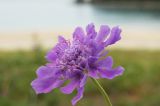 Scabiosa lachnophylla. Соцветие. Приморье, Лазовский р-н, бух. Петрова, задернованная песчаная прибрежная полоса. 31.08.2022.