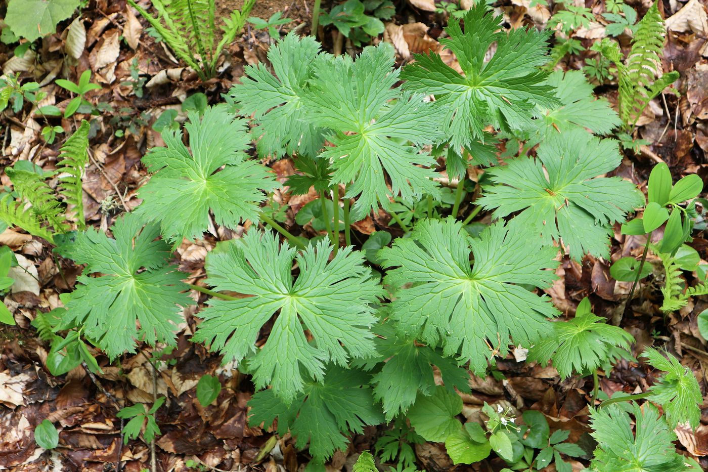 Изображение особи Aconitum orientale.