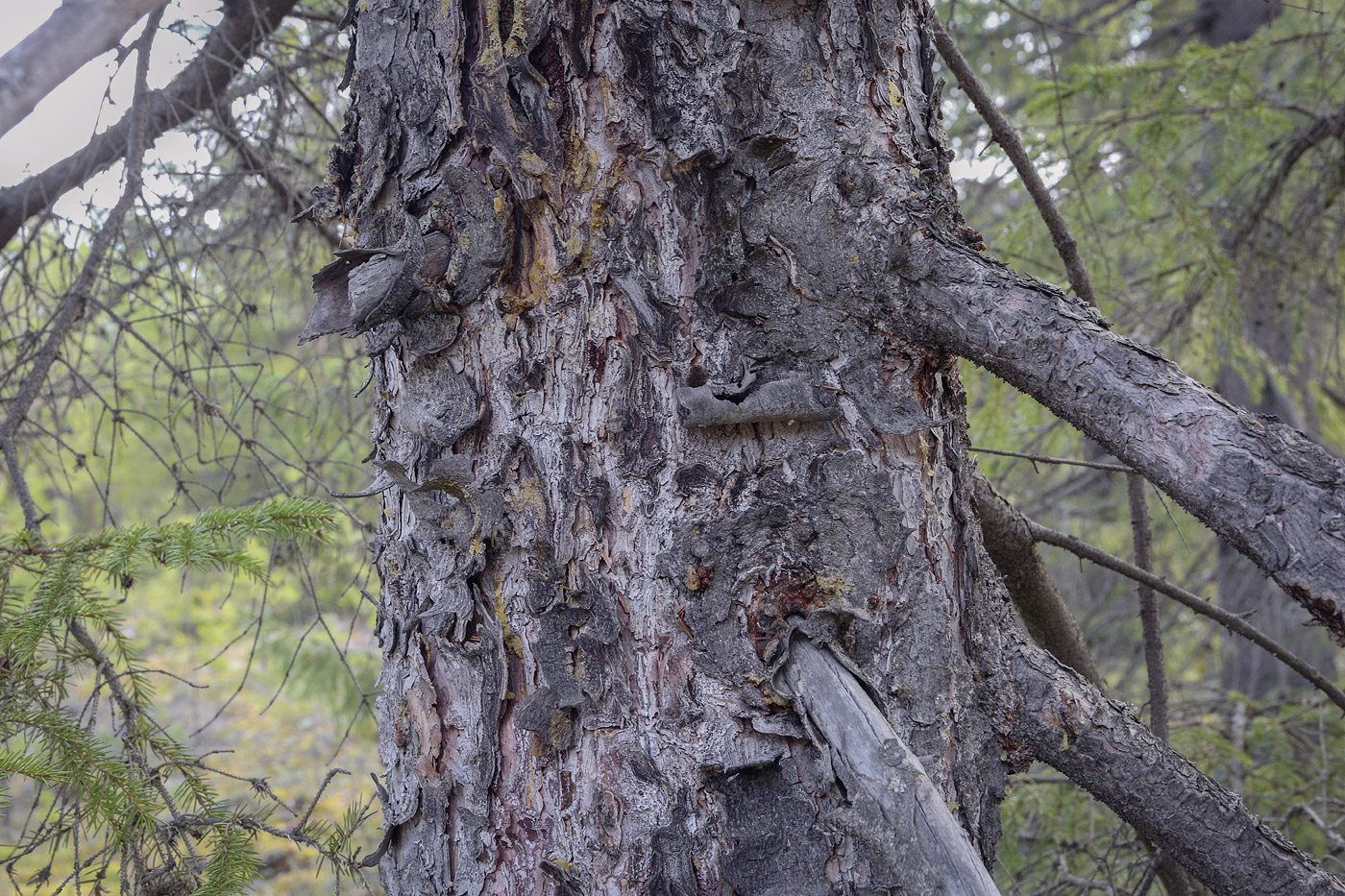 Image of Picea &times; fennica specimen.