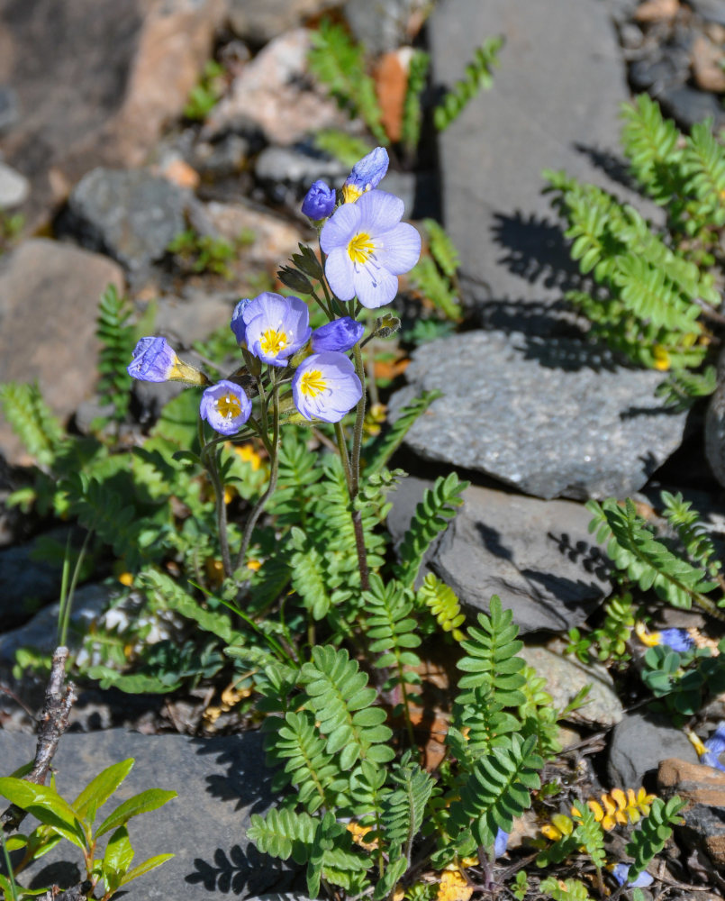 Изображение особи Polemonium boreale.