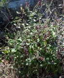 Scutellaria cypria subspecies elatior