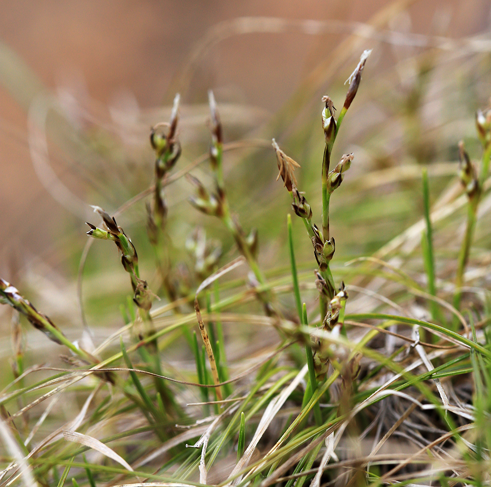 Изображение особи Carex nanella.