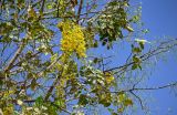 Cassia fistula. Верхушка ветви с соцветиями. Египет, мухафаза Кена, г. Луксор, Карнакский храмовый комплекс, в культуре. 06.05.2023.