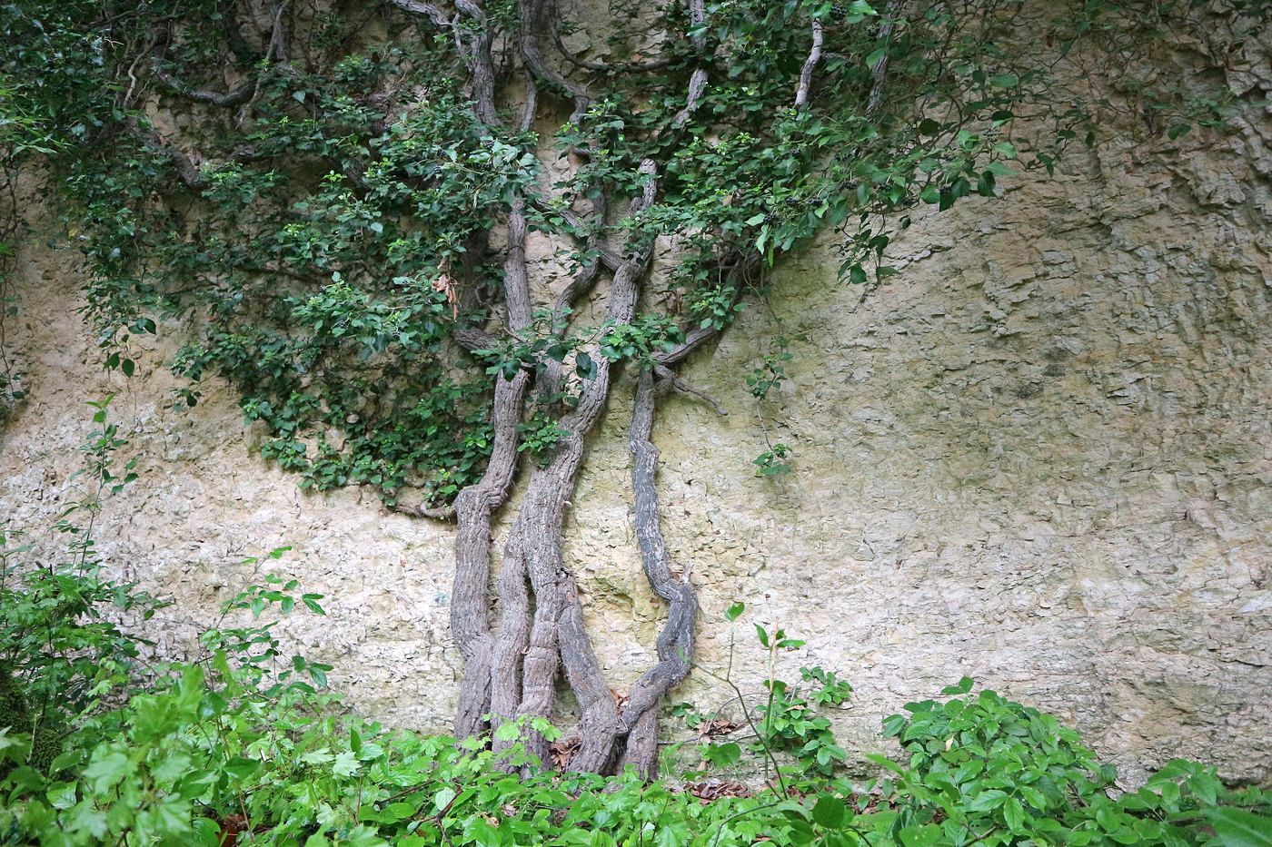 Image of Hedera helix specimen.