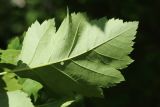 genus Crataegus