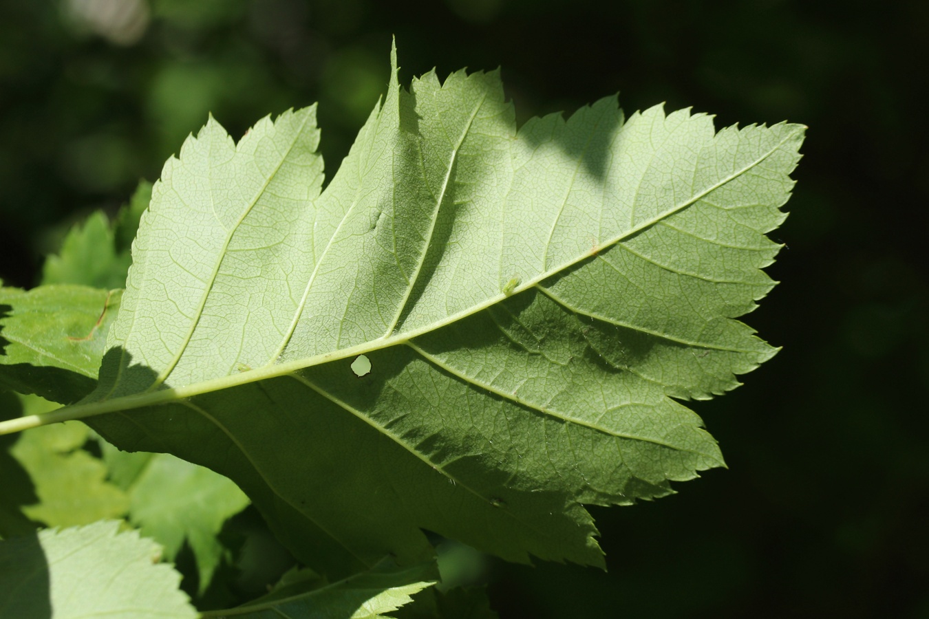 Image of genus Crataegus specimen.