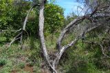 Dodonaea viscosa