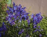 род Delphinium
