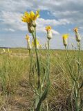 Scorzonera ensifolia. Верхушки цветущих растений. Казахстан, Восточно-Казахстанская обл., Самарский р-н, окр. Казнаковской переправы; Зайсанская котловина, Кулуджунские пески. 22 июня 2023 г.