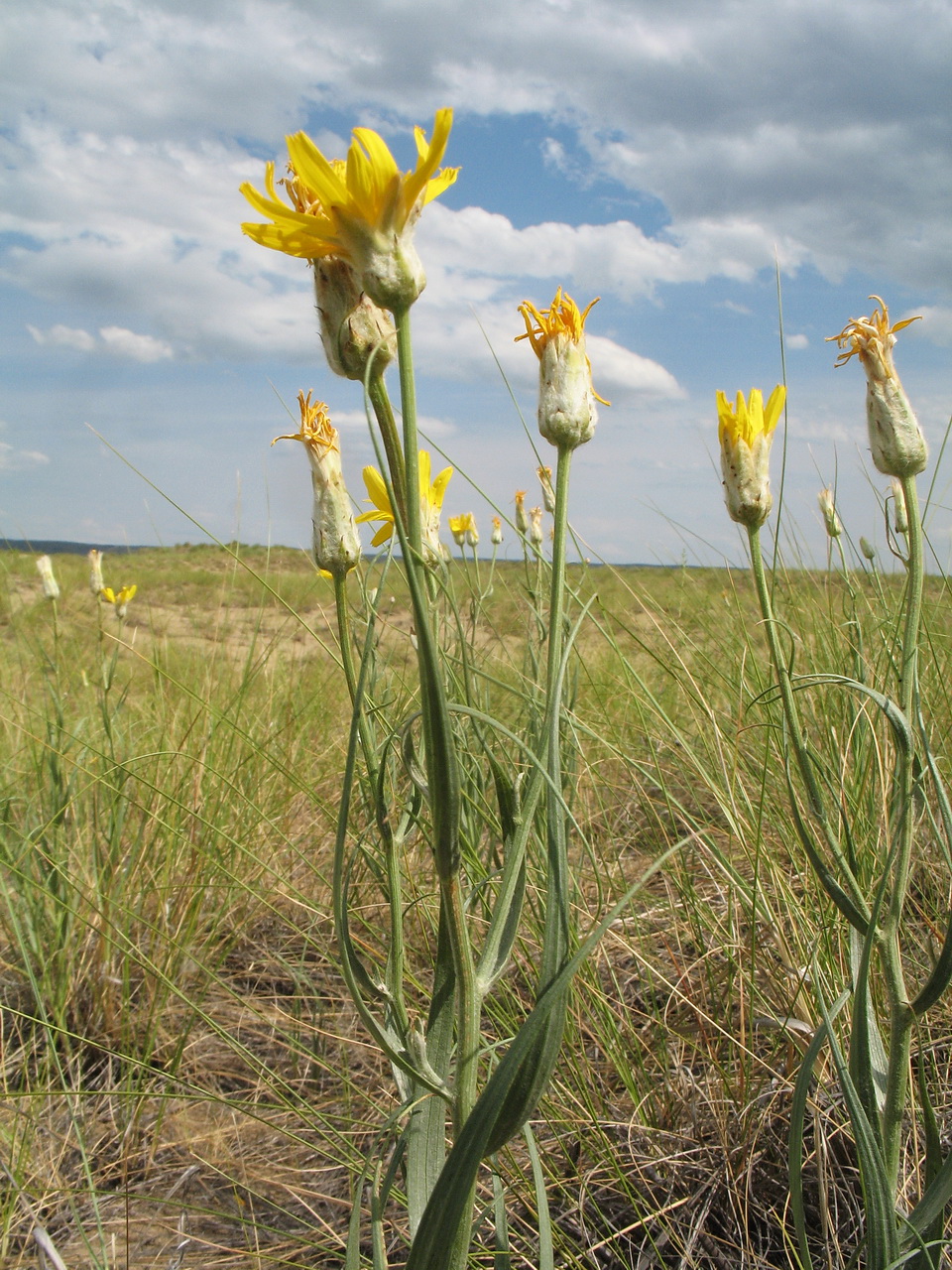 Изображение особи Scorzonera ensifolia.