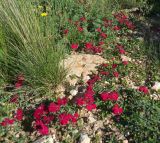 Dianthus vladimiri