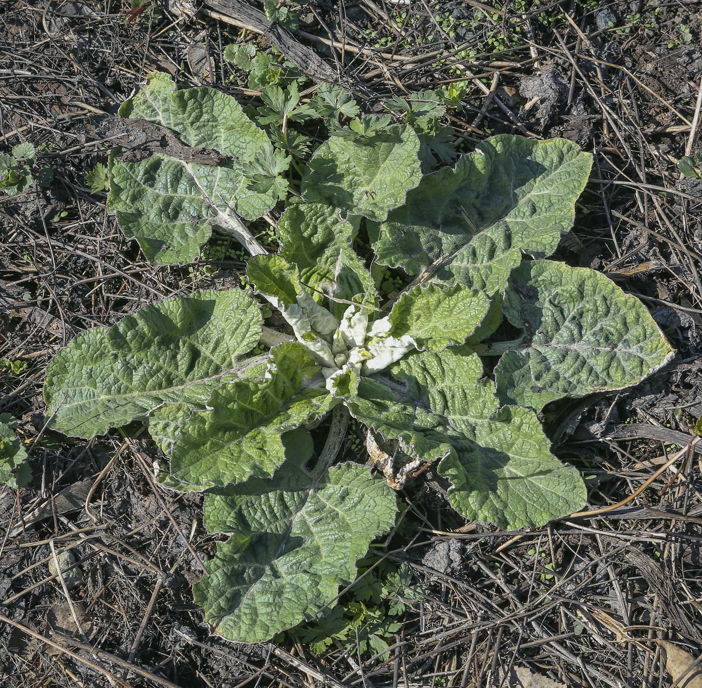 Image of Arctium tomentosum specimen.