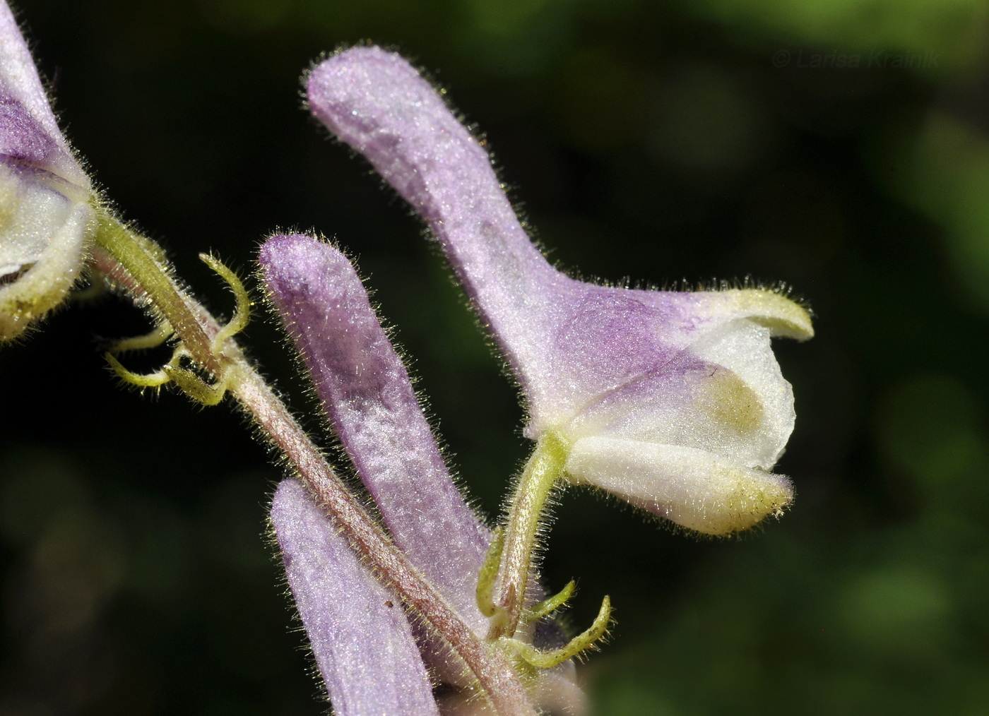 Image of Aconitum alboviolaceum specimen.