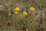 genus Hieracium. Цветущие растения. Кабардино-Балкария, Эльбрусский р-н, долина р. Ирик, ок. 2600 м н.у.м., субальпийский луг. 21.08.2023.