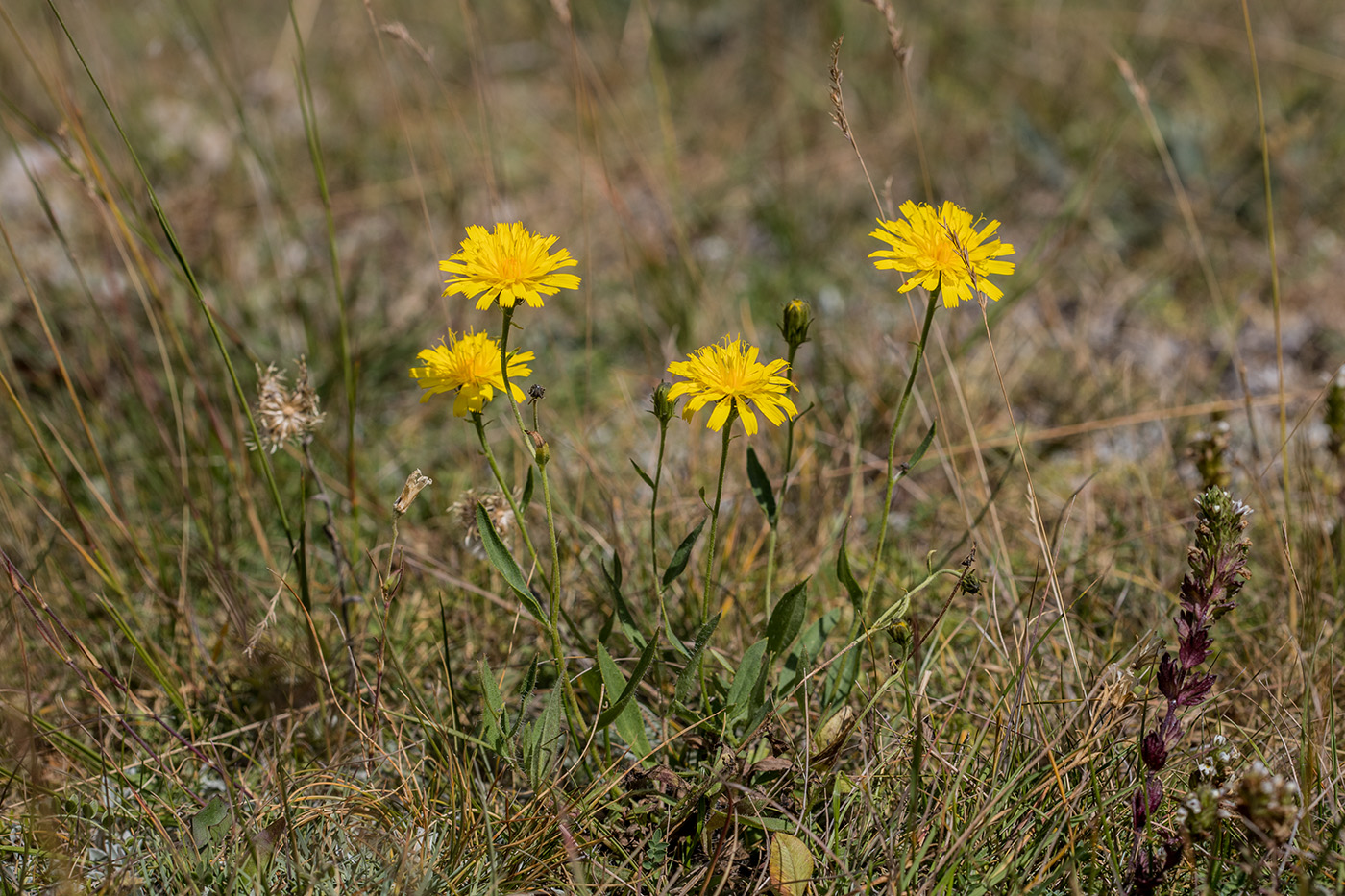 Изображение особи род Hieracium.